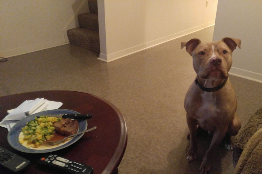 Obrázek: pes-jidlo-small