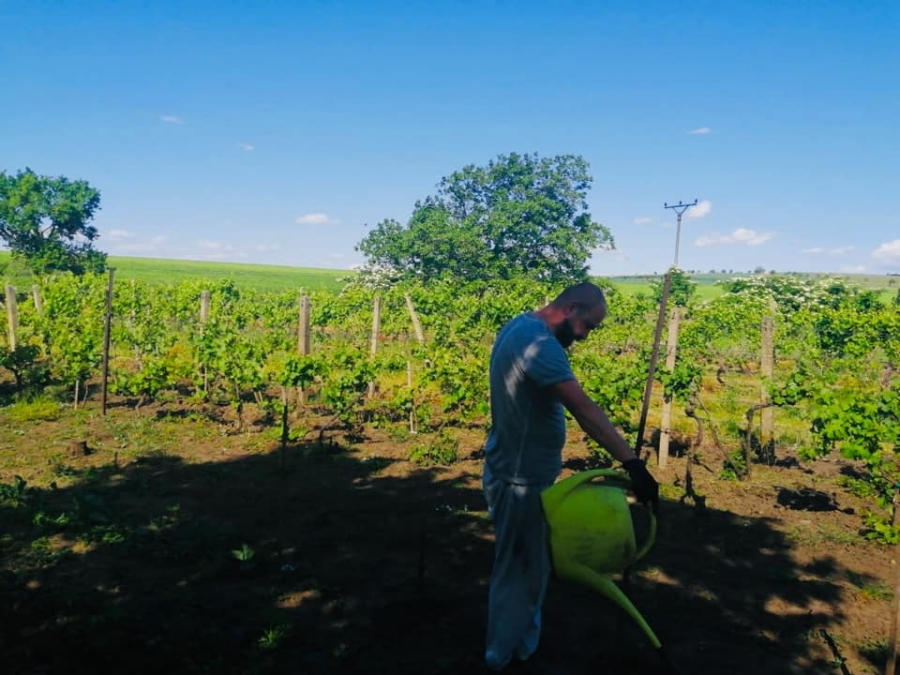farma alaadin 2