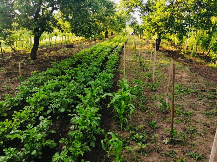 farma alaadin 1