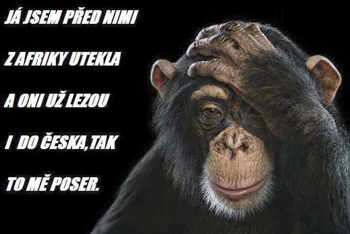 opice 1
