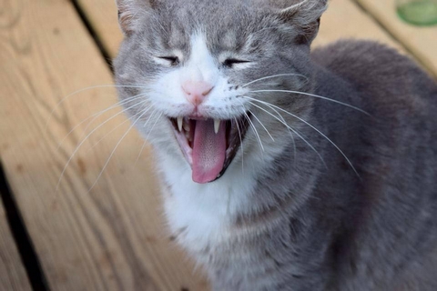 Obrázek: 21000-small