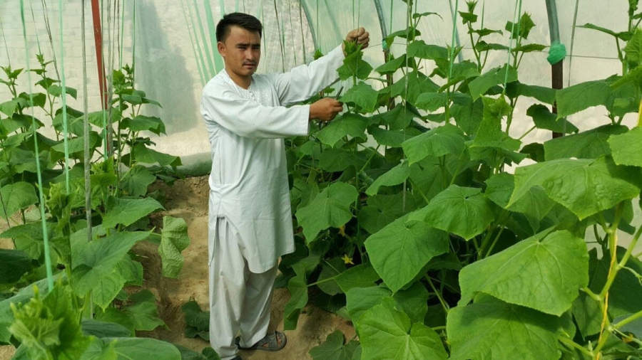herat CVT 11