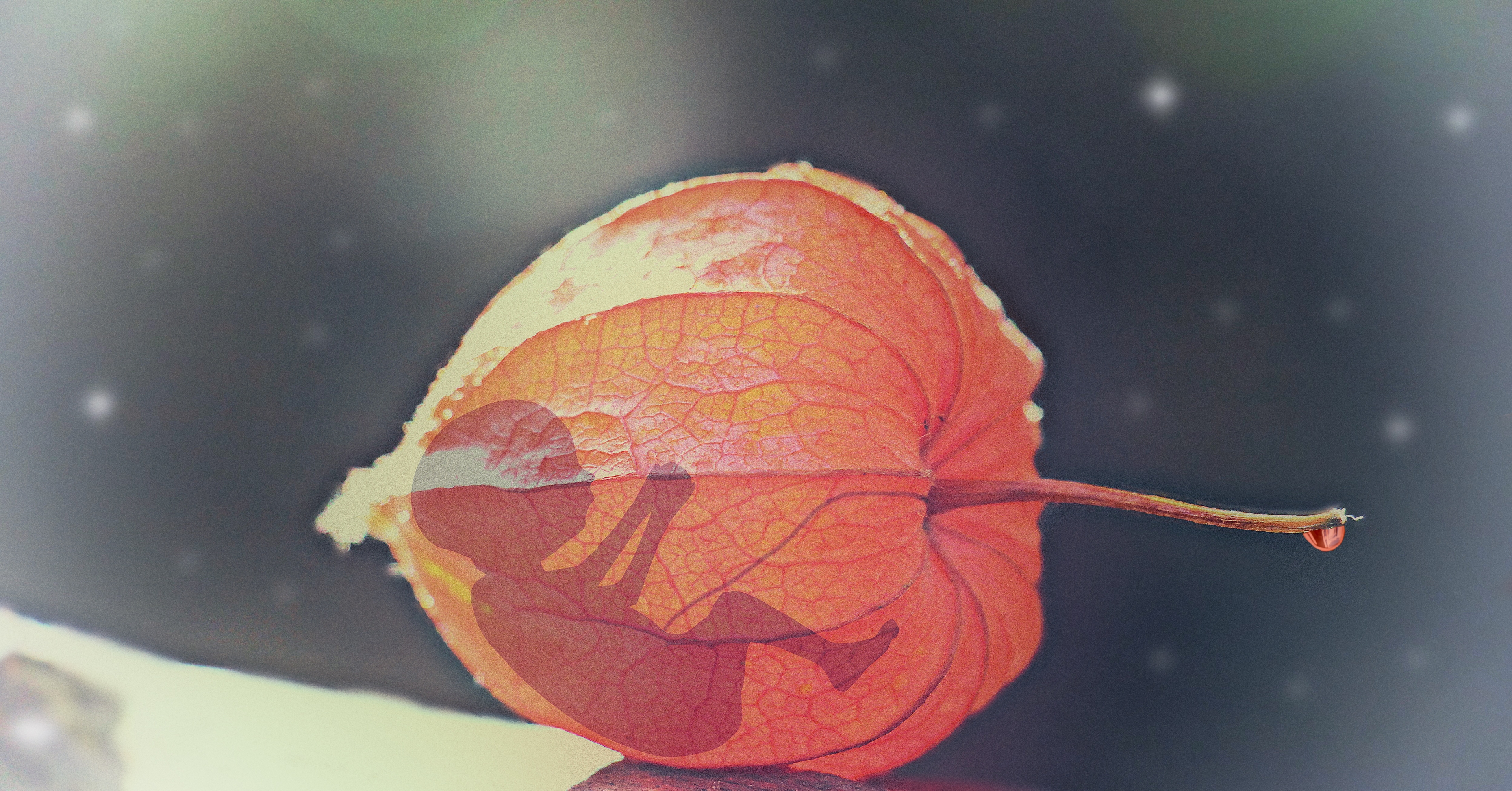Obrázek: hand-snow-light-plant-photography-leaf-1161867-pxhere-com